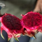 Fresh Dragon Fruit with premium quality for export from India