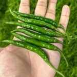 Green Chilli Export Quality