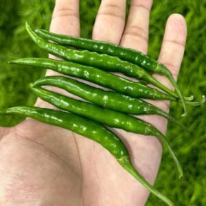 Green Chilli Export Quality