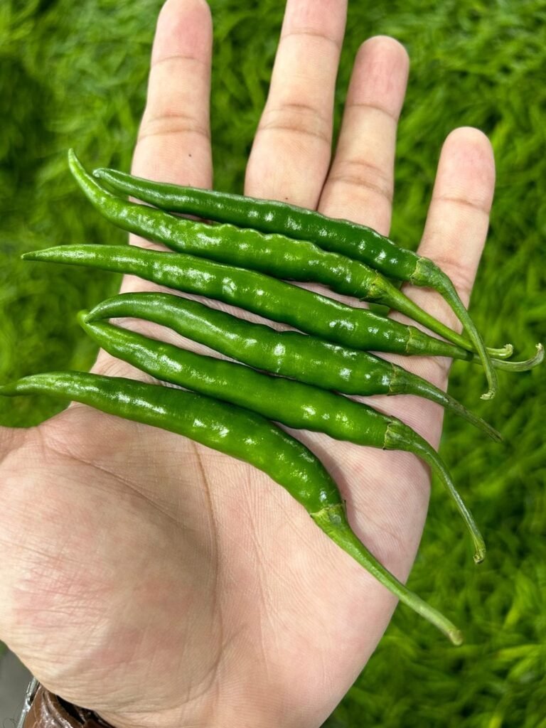 Green Chilli Export Quality