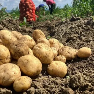 Potato Export Quality