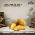 Premium Fresh Potatoes for Export