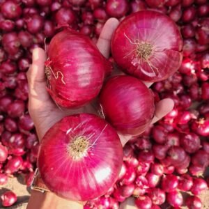 Onion Export Quality