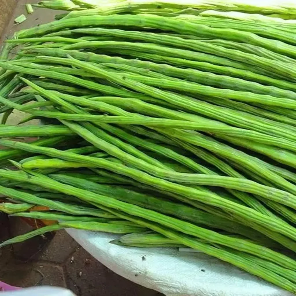 Premium Quality Fresh Drumsticks for Export from India