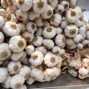 Premium Quality Fresh Garlic for Export from India